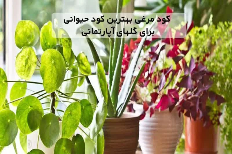 کود مرغی بهترین کود حیوانی برای گلهای آپارتمانی