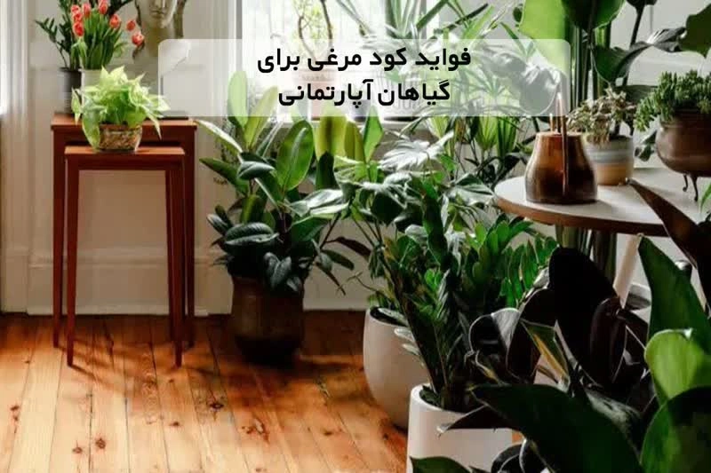 فواید کود مرغی برای گلهای آپارتمانی